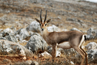 Hatay’da doğa kazandı: Nesli tehlikedeki türde büyük artış