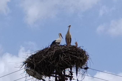 Baharın habercisi leylek, yuvasına bu yıl da eşiyle birlikte geldi