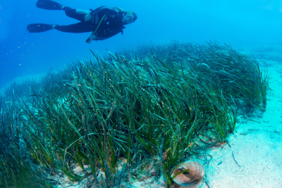Akdeniz’in akciğerleri koruma altına alınıyor