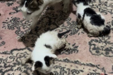 Sel sularında mahsur kalan anne kedi ve yavrularını esnaf kurtardı