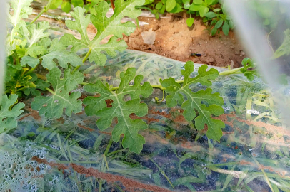 Mersin Tarsus’taki ‘marullar koyunlara yedirildi’ iddiasının perde arkası