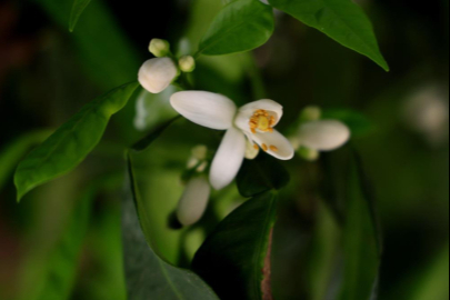 Portakal çiçeği kokusu Adana’yı saracak