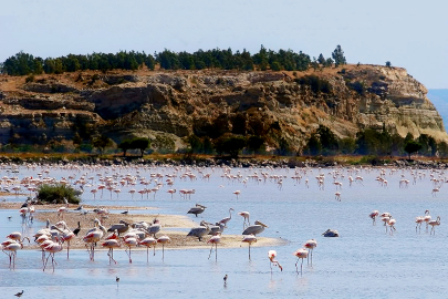 Gediz’de ekosistem mesaisi: Türler mercek altında