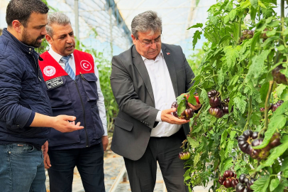 Modern serada siyah domates üretimine yakın takip