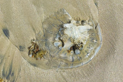 Adana Yumurtalık sahilinde şaşırtan görüntü!