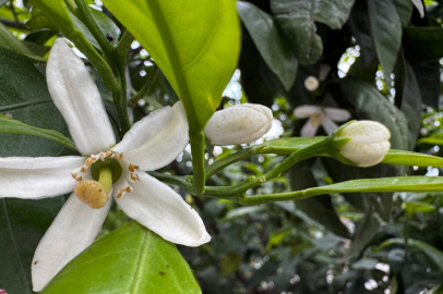 Hatay'da narenciye ağaçları çiçek açtı