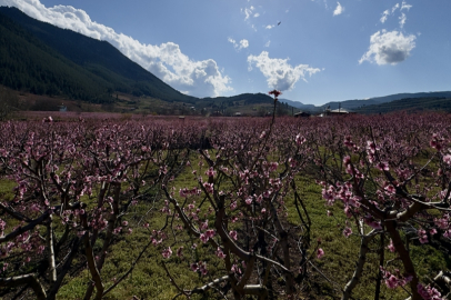 Mersin’de Bahar Bereketi: Şeftali Ağaçları Çiçek Açtı