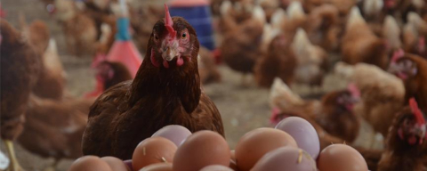 Türkiye'de tavuk eti üretimi 227 bin tonu geçti