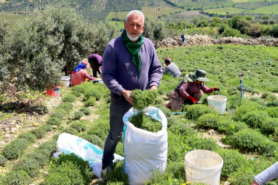 Hatay’da zahter sezonu açıldı: Üretici umutlu, verim yüksek