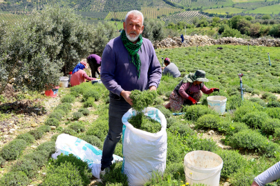 Hatay’da zahter sezonu açıldı: Üretici umutlu, verim yüksek