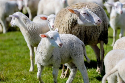 Kırsalda bereket küçükbaşa destek projesi 2026 başvuruları başladı mı? Şartlar neler, kimler yararlanacak?