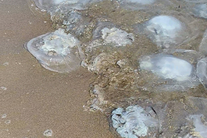 Yumurtalık sahil şeridini deniz anaları istila etti: Vatandaşlar tedirgin