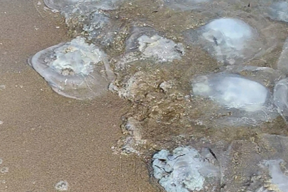 Yumurtalık sahil şeridini deniz anaları istila etti: Vatandaşlar tedirgin