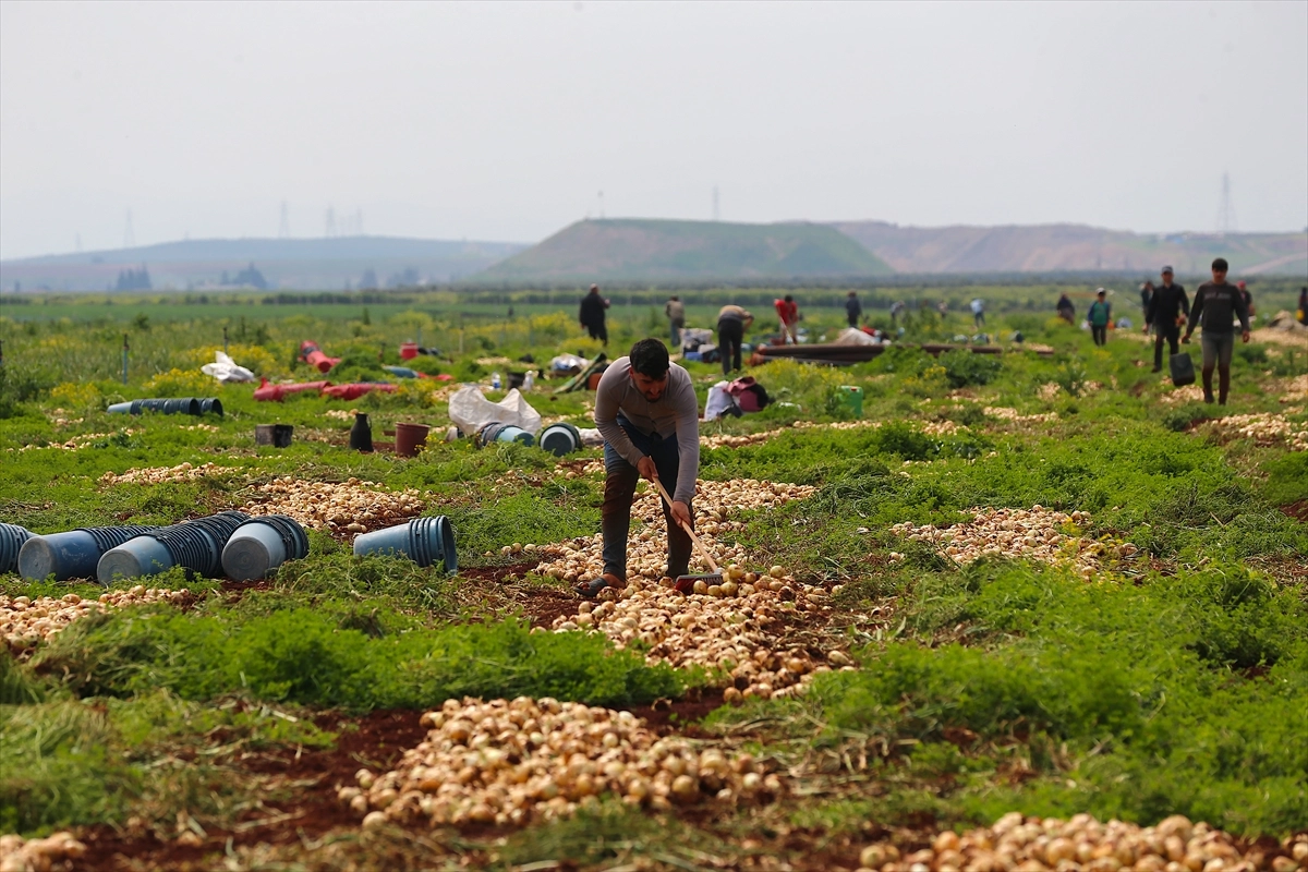 Hatay'da turfanda soğan hasadı başladı: 122 bin tonun üzerinde rekolte bekleniyor