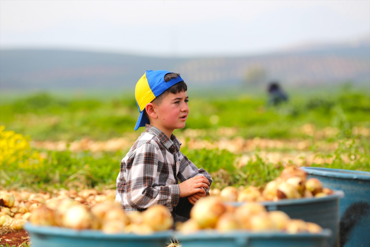 ŞEMSETTİN CÜNEDİOĞLU: "122 BİN TONUN ÜZERİNDE REKOLTE BEKLİYORUZ"
