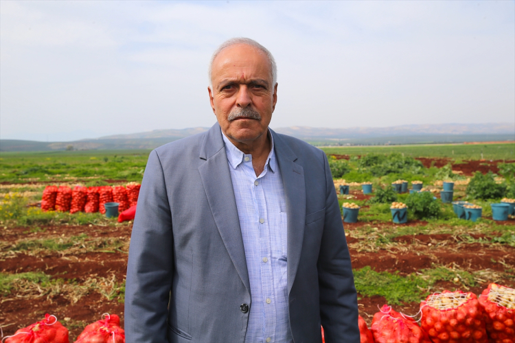 AMİK OVASI'NDAKİ HASAT MESAİSİ 45 GÜN DEVAM EDECEK