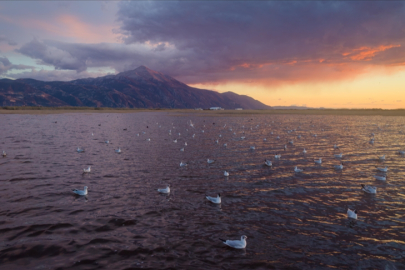 Hatay'daki Milleyha Sulak Alanı göçmen kuşların uğrak noktası haline geldi