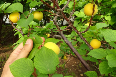 Mersin'de yılın ilk turfanda kayısı hasadı yapıldı