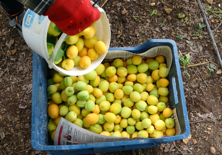 Mersin'de yılın ilk turfanda kayısı hasadı yapıldı 2