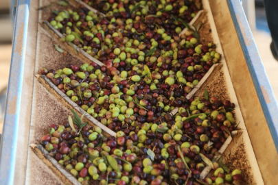 Türkiye, zeytinyağında küresel oyunun kurallarını değiştiriyor