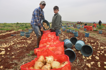 Türkiye'nin Suriye sınırında bereketli soğan hasadı