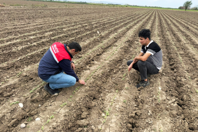 Yağış sonrası tarlalar mercek altında: Çiftçiye sahada bilgilendirme