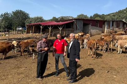 Adana Tarımında Yeni Dönem: Yerli "Güney Sarısı" Sığırları Ekonomiye Kazandırılıyor