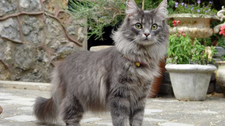 Norveç Orman Kedisi