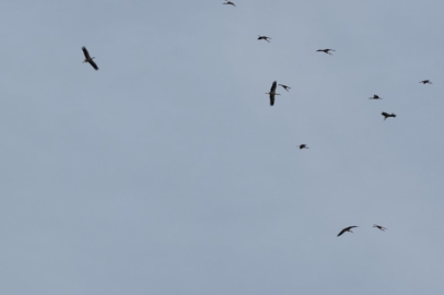 Adana Kozan'da baharın habercisi leyleklerin göçü gökyüzünü şenlendirdi