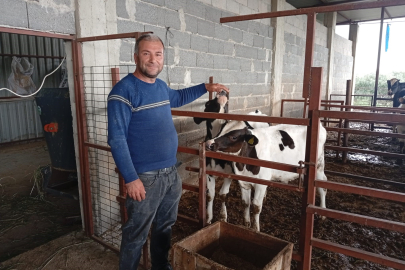 Adanalı üreticiden süt verimi için ilginç yöntem: ahıra televizyon koydu