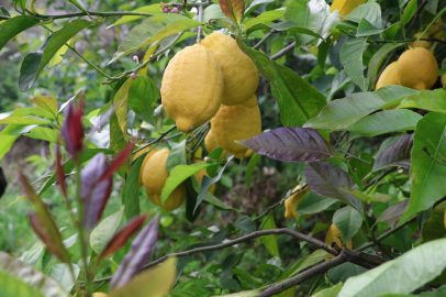 Hatay Arsuz'da limon hasadı başladı: Hedef 200 bin ton rekolte