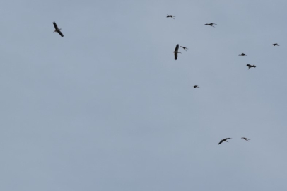 Kozan semalarında leyleklerin göç yolculuğu mest etti