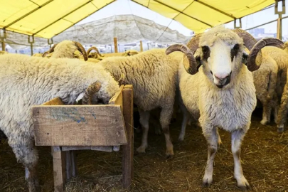 Kurban vekalet ücretleri belli oldu