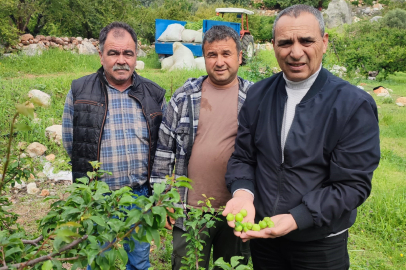 Silifke'de dolu afeti sonrası hasar tespit çalışmalarına başlandı