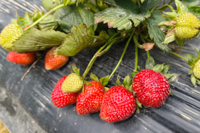 Mersin Silifke'de açık alan çilek hasadı başladı: İşte kilo fiyatı