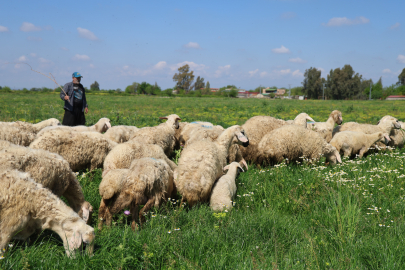 Adana Kozan'da 245 dekarlık mera ıslah edildi: Hayvancılıkta verim artacak