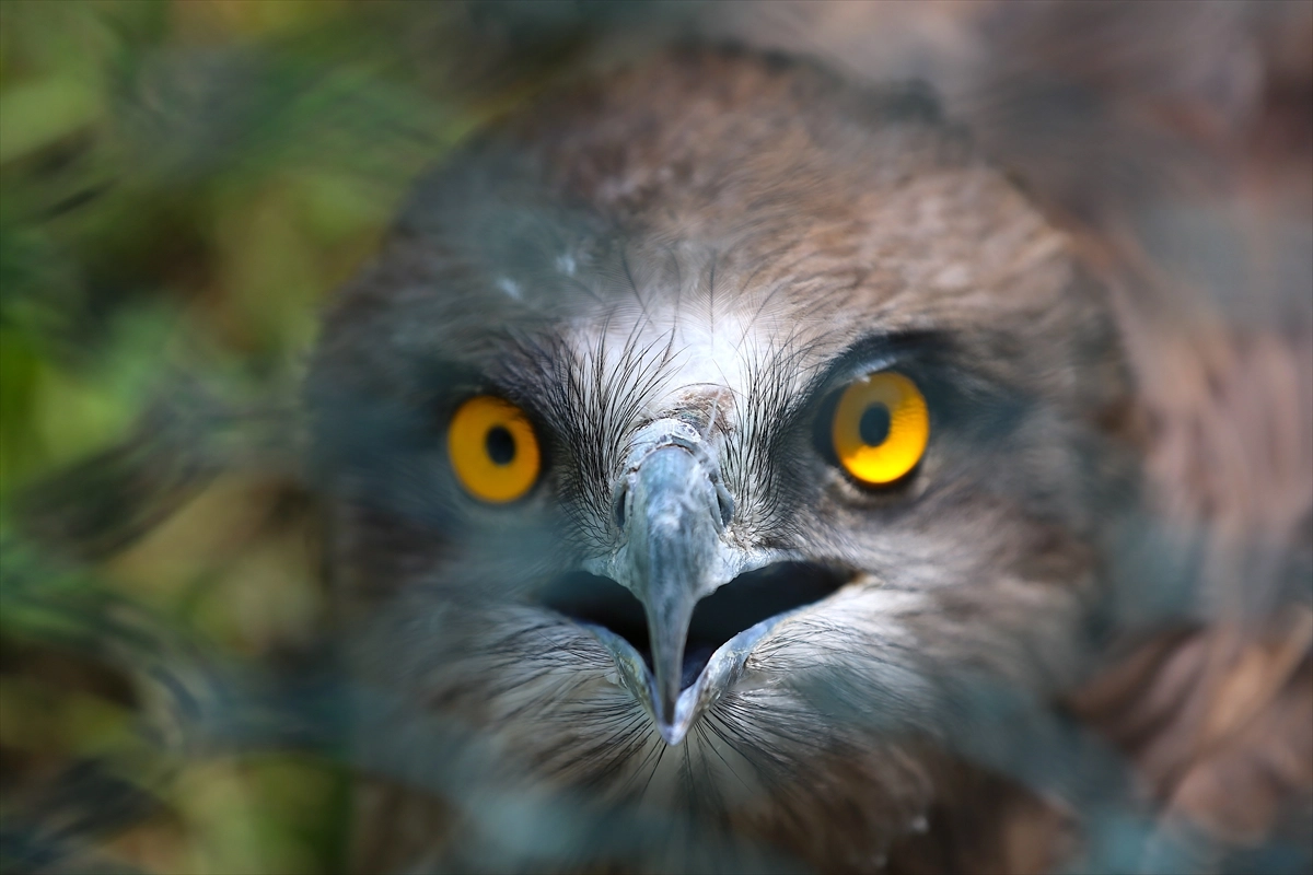 Hatay'da yaralı göçmen kuşlar rehabilite edilerek doğaya kazandırılıyor