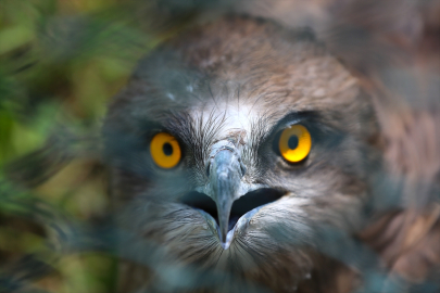 Hatay'da yaralı göçmen kuşlar rehabilite edilerek doğaya kazandırılıyor