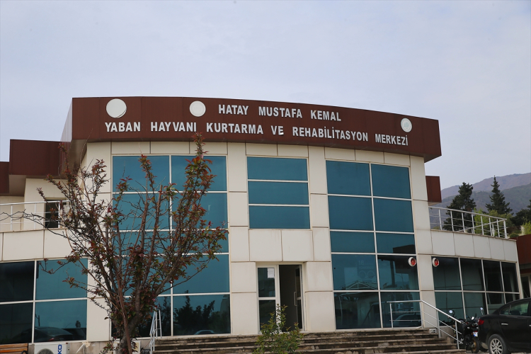 BAHAR DÖNEMİNDE 30 KUŞ MİSAFİR EDİLDİ