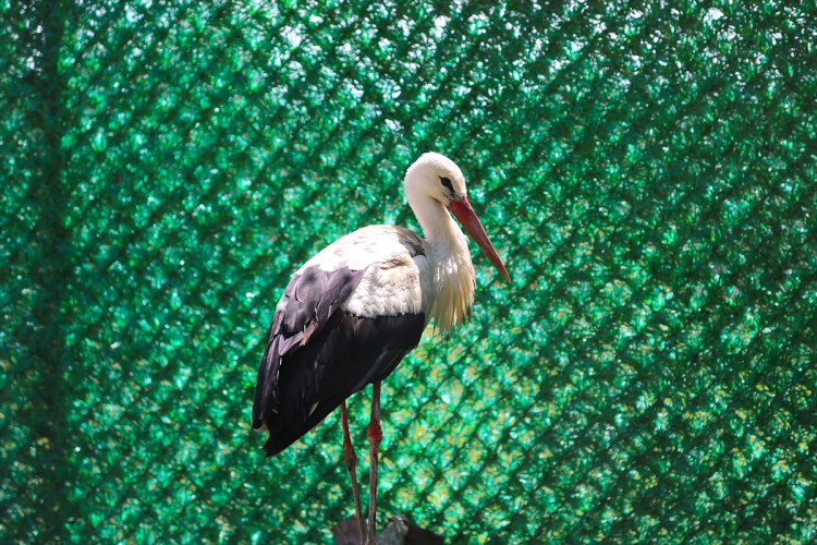 NURİ AKIN: "AMACIMIZ KUŞLARIN EN GÜVENLİ ŞEKİLDE GEÇMELERİNİ SAĞLAMAK"