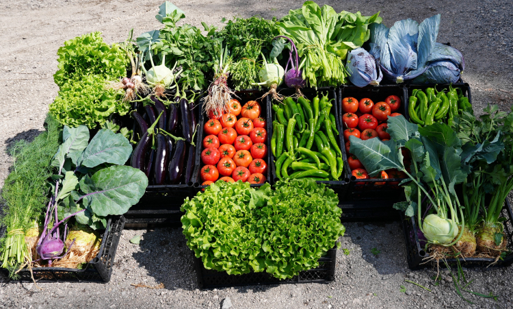 Mersin Erdemli'de minik eller hasat heyecanı yaşadı 3