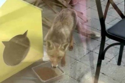 Kayseri şehir merkezinde şaşırtan görüntü: Aç kalan tilki sanat kursunun önünde karnını doyurdu