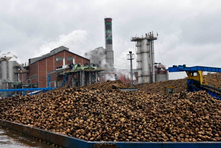 Adapazarı Şeker Fabrikası'nda 73 yıllık üretim serüveni sona erdi 2