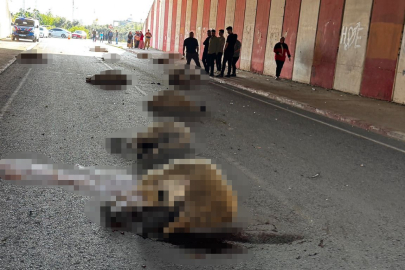 Hatay'da otomobil koyun sürüsüne daldı: 17 hayvan telef oldu