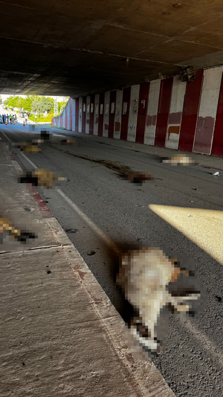 Hatay'da otomobil koyun sürüsüne daldı 17 hayvan telef oldu 2