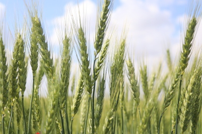 Çukurova'da çiftçiler artan yağışların etkisiyle buğdaydan beklentisi yükseldi