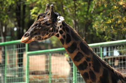 Gaziantep’te ilk kez doğan zürafa yavrusu ziyaretçilerle buluştu