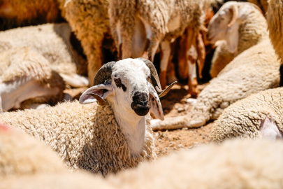 Resmi Gazete'de yayımlandı: 2026 yılı kurban kesim ve satış kuralları belli oldu