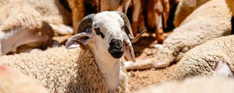 Resmi Gazete'de yayımlandı: 2026 yılı kurban kesim ve satış kuralları belli oldu