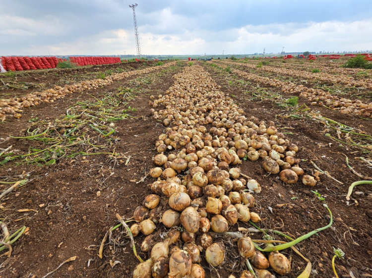 AK Parti Adana Milletvekili Doğru Üreticimize bereketli sezon diliyorum 2